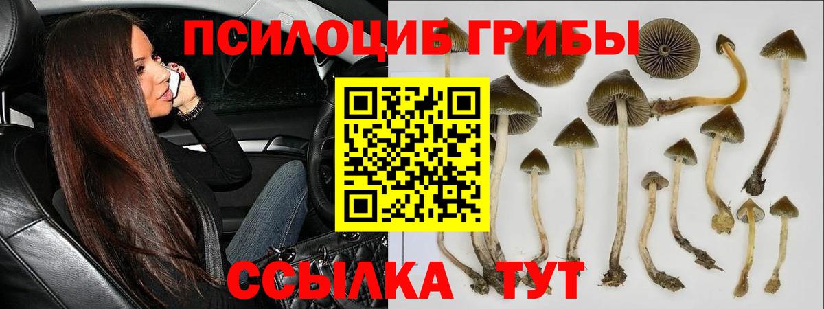 Галлюциногенные грибы Psilocybine cubensis  Моздок 